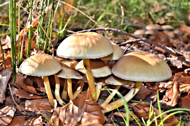 um fungo que cresce no chão da floresta
 - Foto, Imagem