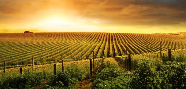 Приголомшлива Sunset виноградник
 - Фото, зображення
