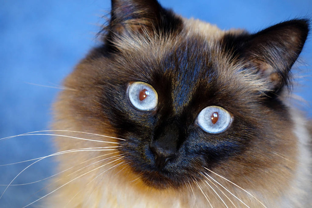 schöne Katze auf blauem Hintergrund. - Foto, Bild