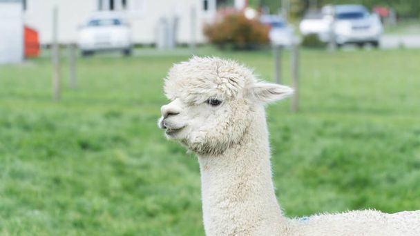 Blanco divertido Lama alpaca en Nueva Zelanda
 - Foto, imagen