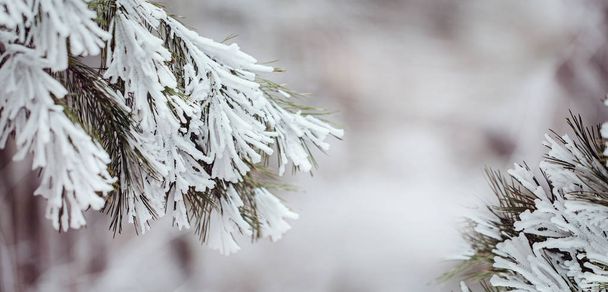 Winter nature background. Winter frosen brunch. Banner - Fotó, kép