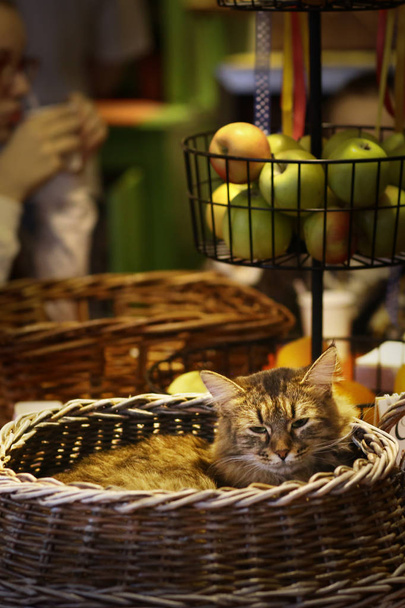 γκρι χνουδωτή γάτα κοντά επάνω φωτογραφία σε ψάθινο καλάθι για τραπεζαρία εσωτερικού - Φωτογραφία, εικόνα