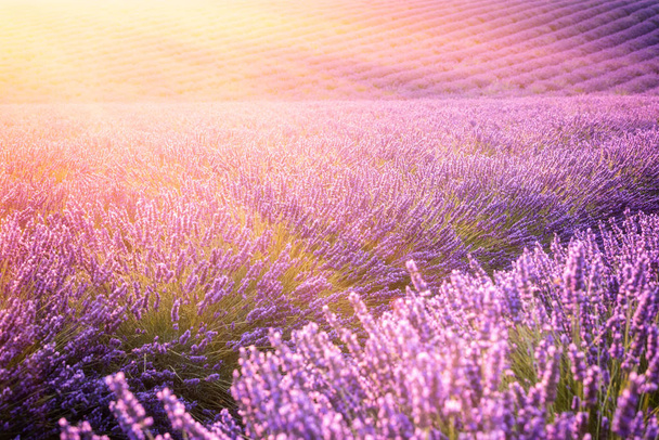 Lavanta alan arka planda güneş ışığı, Mor çiçekli doğa, Provence, Plato de Valensole, Fransa - Fotoğraf, Görsel