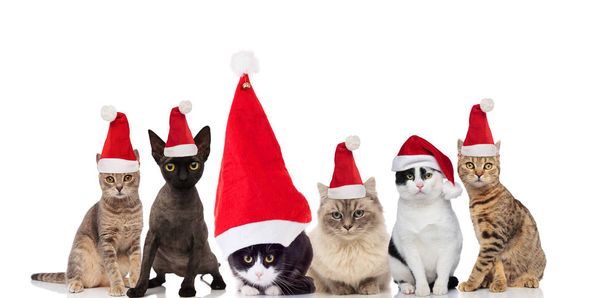 прелестная группа из шести кошек Санта сидя и стоя на белом фоне
 - Фото, изображение