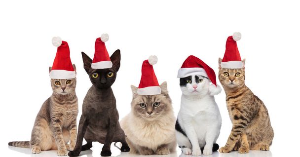 equipo de cinco lindos gatos vistiendo sombreros de santa sentado y de pie sobre fondo blanco
 - Foto, Imagen