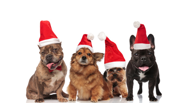 group of four santa dogs of different breeds panting while standing and sitting on white background - Foto, Imagen
