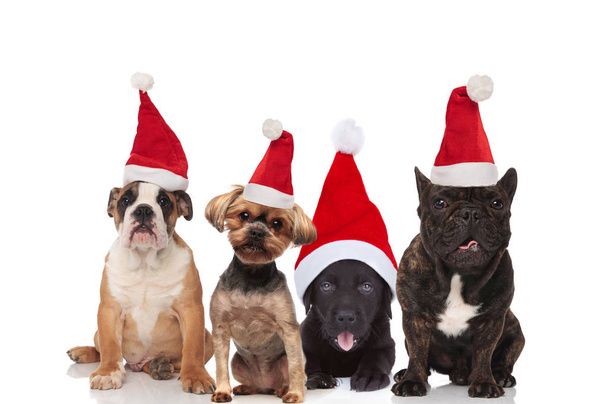 adorable group of four santa dogs of different breeds sitting and lying on white background - Photo, Image
