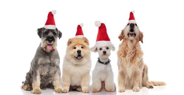 four adorable santa dogs of different breeds sitting and panting on white background - Photo, Image