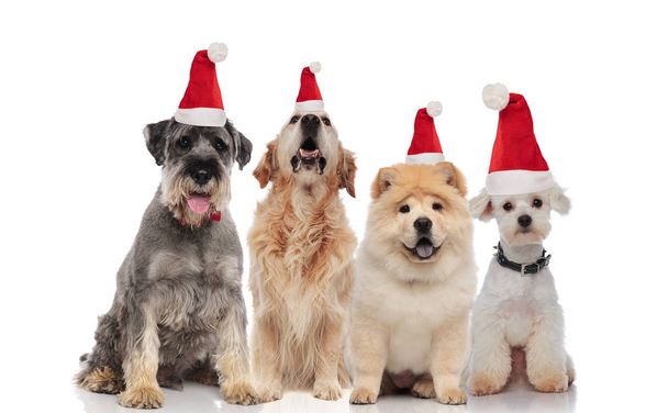 groep van vier schattig santa honden van verschillende rassen zittend op witte achtergrond - Foto, afbeelding