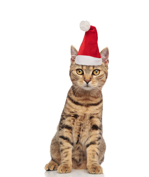 lindo gato de santa con rayas y sombrero rojo se sienta sobre fondo blanco
 - Foto, imagen