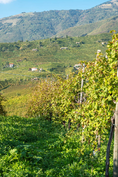 Zobacz w jesieni świat słynnego Prosecco winnic, w górzystej okolicy miasta Valdobbiadene (Veneto Region, Włochy). - Zdjęcie, obraz