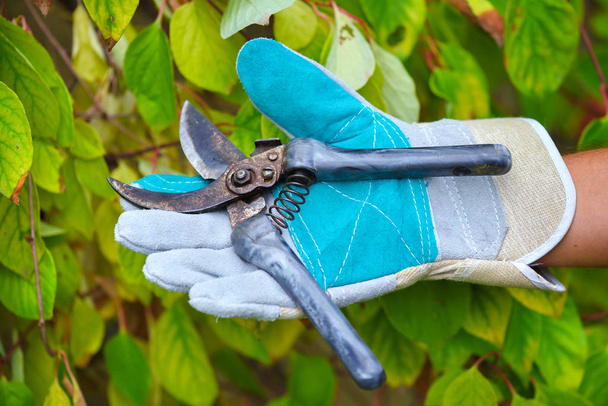 Mão de jardineiro com tesouras para trabalhar no jardim
 - Foto, Imagem