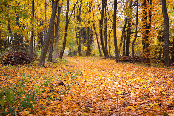 Pathway through the autumn forest - Photo, Image