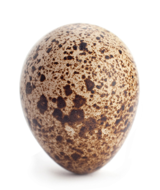 Перепелиные яйца крупным планом
 - Фото, изображение