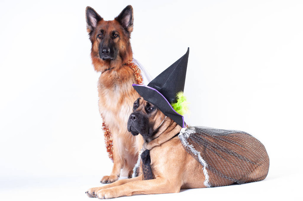 Two big dogs cane corso and german shepherd on white background in costumes of wizard in caps - Foto, immagini