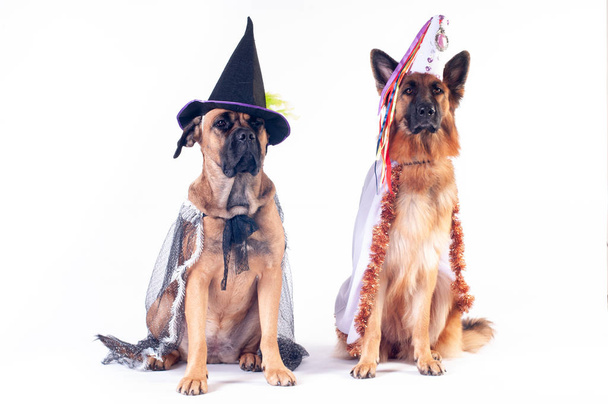 Two big dogs cane corso and german shepherd on white background in costumes of wizard in caps - Foto, Imagem