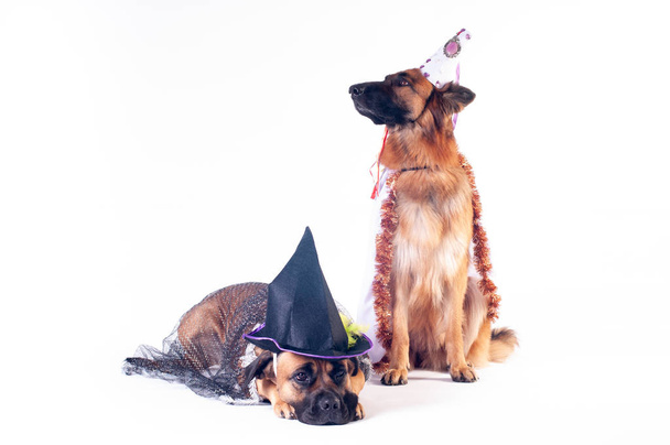 Two big dogs cane corso and german shepherd on white background in costumes of wizard in caps - 写真・画像