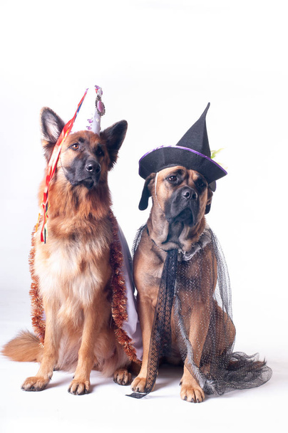 Two big dogs cane corso and german shepherd on white background in costumes of wizard in caps - Foto, Imagen