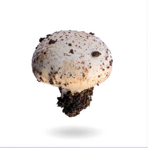 Sieni sampignon eristetty valkoisella taustalla luontokuva
 - Valokuva, kuva