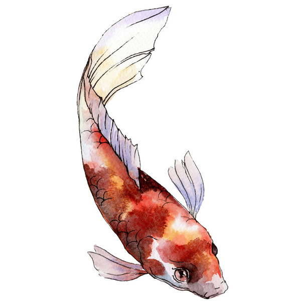 Isolated goldfish illustration element. Watercolor set. Aquarelle elements for background, texture, wrapper pattern. - Photo, Image