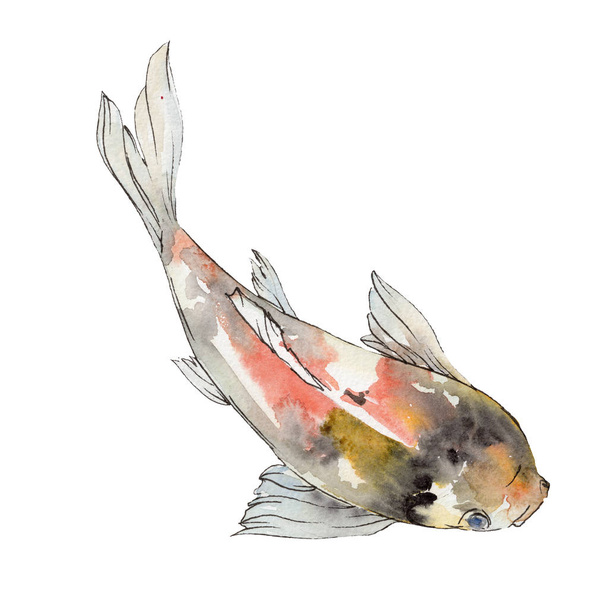 Prvek, ilustrace izolované zlaté rybky. Sada akvarel. Aquarelle prvky pro pozadí, textura, wrapper vzorem. - Fotografie, Obrázek