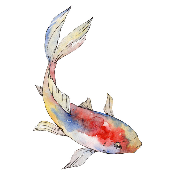 Isolated goldfish illustration element. Watercolor set. Aquarelle elements for background, texture, wrapper pattern. - Photo, Image