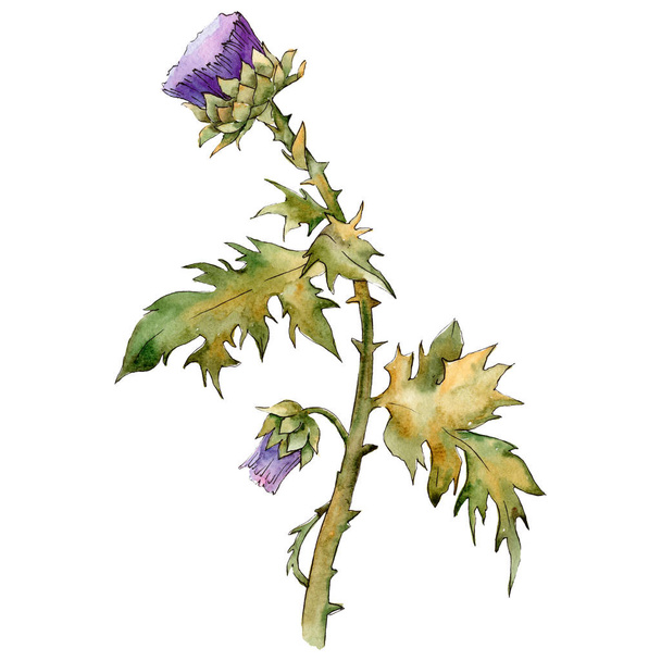 とげ。花植物の花。孤立したとげの図要素。水彩画背景イラスト セット. - 写真・画像