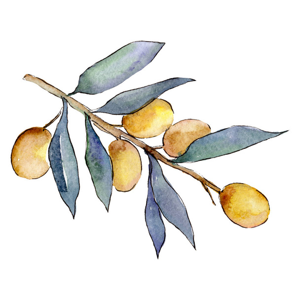 Olives. Green leaf. Leaf plant botanical garden floral foliage. Watercolor background illustration set. - Photo, Image