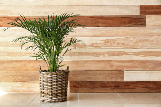 Palmier décoratif Areca près d'un mur en bois
 - Photo, image