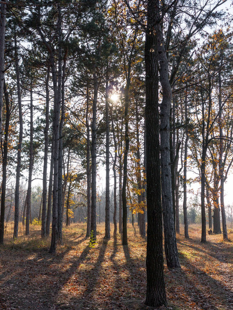 Wide panoramic view of Pine forest with beautiful golden morning side light. Amazing romantic landscape with mysterious autumn forest. Autumn forest in morning light. Beautiful nature background. - Foto, Imagen