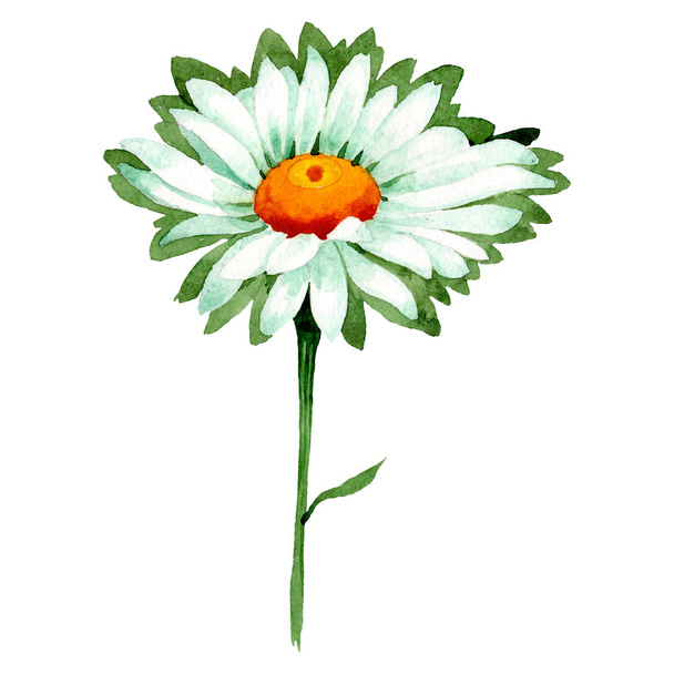 Kamillenblüte. Blütenbotanische Blume. wildes Frühlingsblatt Wildblume isoliert. Aquarell Hintergrund Illustration Set. - Foto, Bild