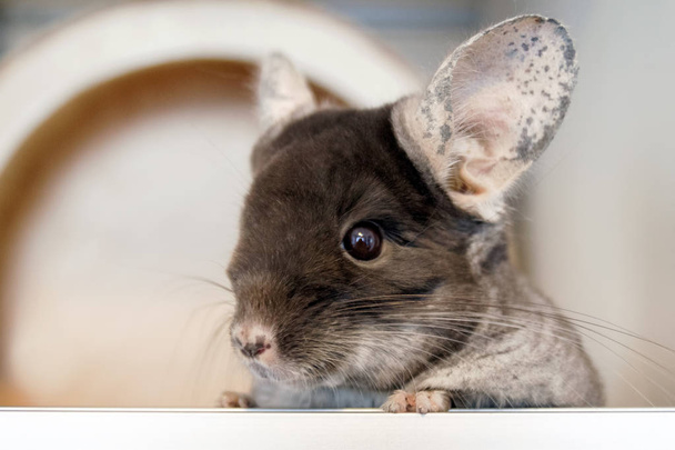 Cute chinchilla of brown velvet color is sitting in his house and looking away, side view. - Photo, Image