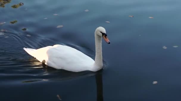 Witte zwaan zwemmen in een vijver. - Video