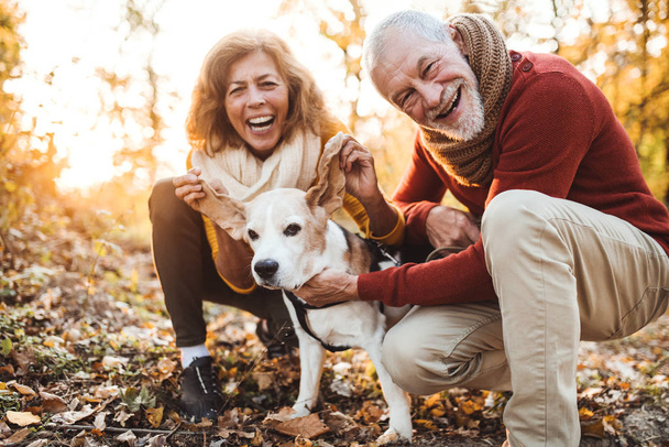 A senior couple with a dog in an autumn nature at sunset, having fun. - Foto, Imagem