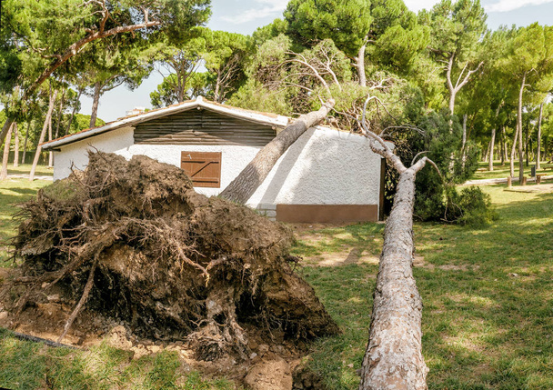 Suuri mänty putoaa katolle pieni omakotitalo. Myrskyn ja luonnonkatastrofin käsite
 - Valokuva, kuva