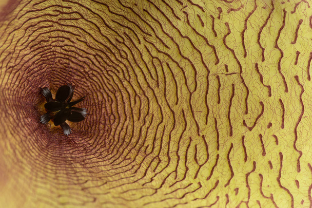 Внутрішні деталі квітки гігантеї соковитого жовтого цвіту
.  - Фото, зображення