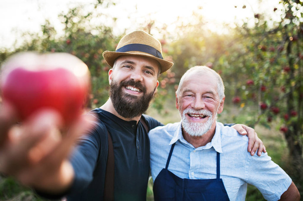 A senior man and adult son standing in orchard in autumn, holding an apple. - Foto, Bild
