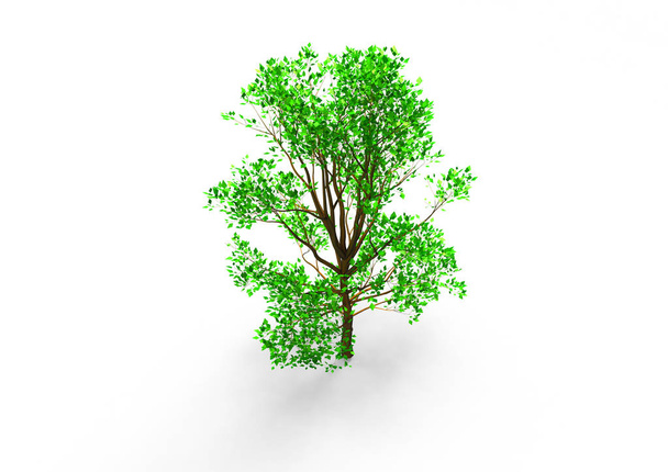 groene lommerrijke boom isoleren achtergrond - Foto, afbeelding