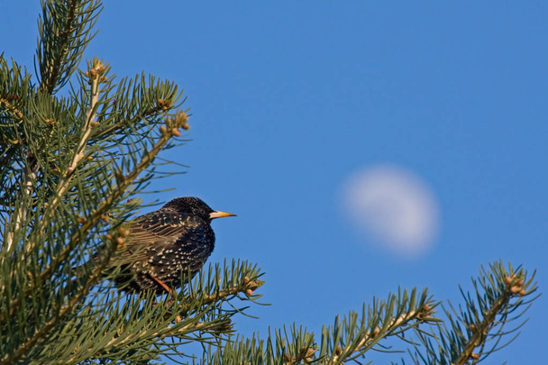 European Starling sentado en el pino. Estornino europeo (Sturnus vulgaris), macho
. - Foto, Imagen