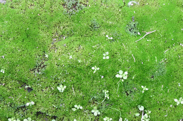 Natural musk or moss close up background - Photo, Image