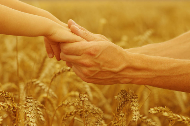 Руки батька і дочки тримаються один одного на пшеничному полі
 - Фото, зображення