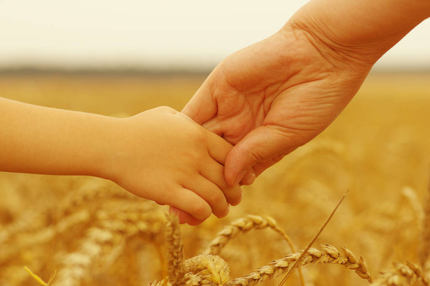 Руки матері і дочки тримаються один одного на пшеничному полі
 - Фото, зображення