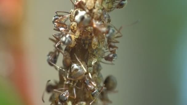 Μακροεντολή έντομα. Τα μυρμήγκια βόσκουν και εκχύλισμα γάλακτος από αφίδες αποικίες που κάθεται και να προχωρήσουμε σε νέους κλάδους στο δάσος. Ημέρα το πρωί καλοκαιριού - Πλάνα, βίντεο
