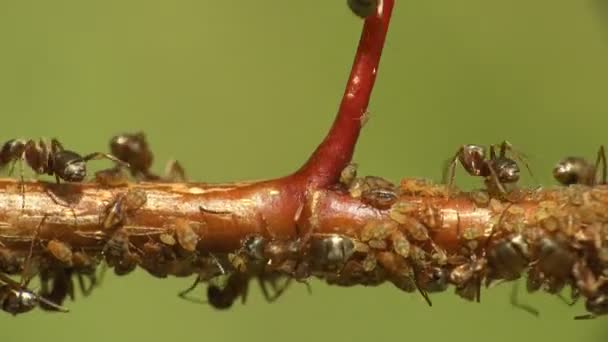 Insectos macro. Las hormigas pastan y extraen leche de las colonias áfidos que se sientan y se mueven sobre ramas jóvenes en el bosque. Día de verano mañana
 - Imágenes, Vídeo