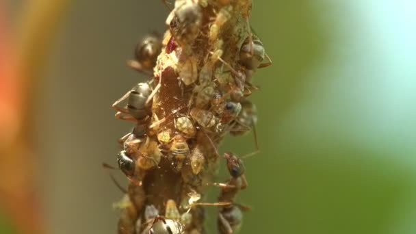 Makro owadów. Mrówki pasą się i ekstrakt mleka z Kolonii mszyc, które siedzi i przenieść na młode gałęzie w lesie. Dzień rano lato - Materiał filmowy, wideo