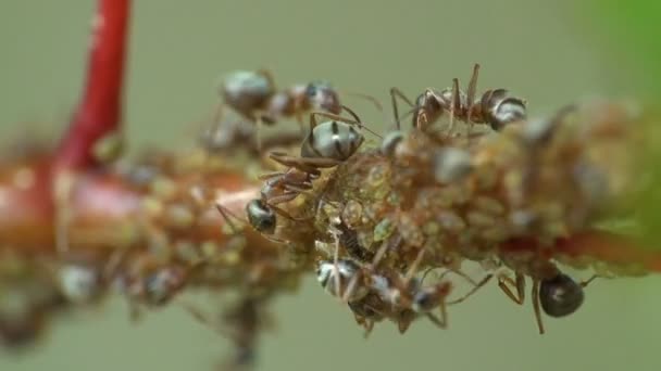 Insectos macro. Las hormigas pastan y extraen leche de las colonias áfidos que se sientan y se mueven sobre ramas jóvenes en el bosque. Día de verano mañana
 - Imágenes, Vídeo