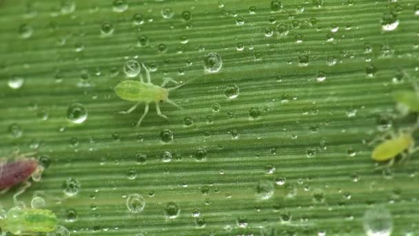 Hmyzí makro v řece, zelené mšice plížit podél list sítina mezi kapkami deště. Aphis kolonie patří mezi nejničivější hmyzích škůdců na pěstovaných rostlin - Záběry, video