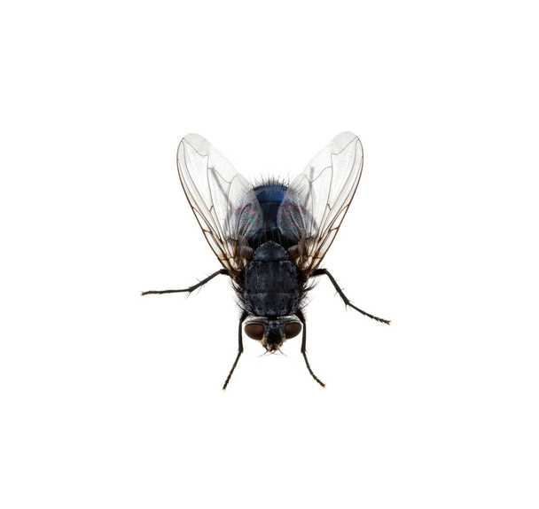 Bir beyaz üzerinde tek başına sinek - Fotoğraf, Görsel