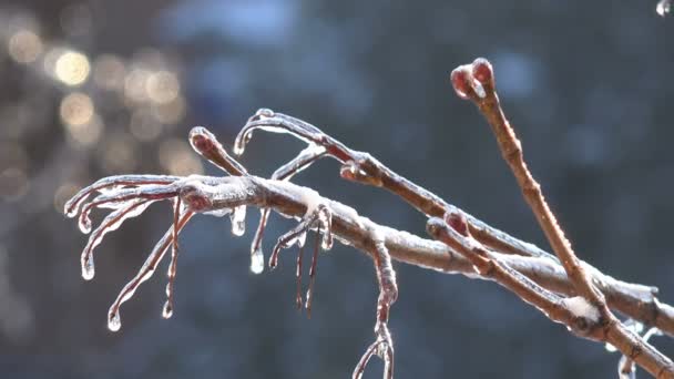 눇V podstatě se větví stromů pokryté brilantní ledu v brzy na jaře nebo v zimě - Záběry, video
