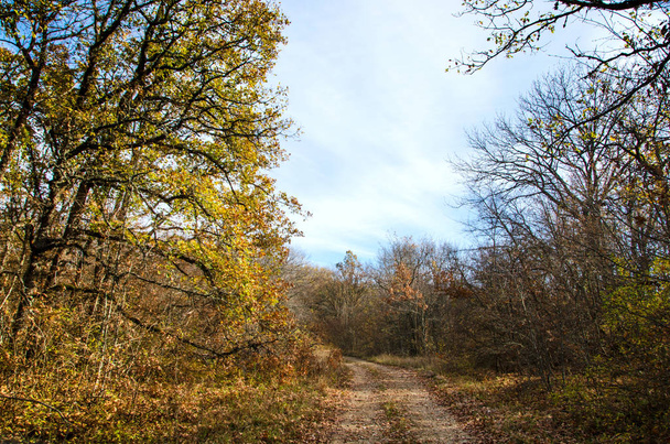 wiejskiej drodze w lesie jesienią - Zdjęcie, obraz
